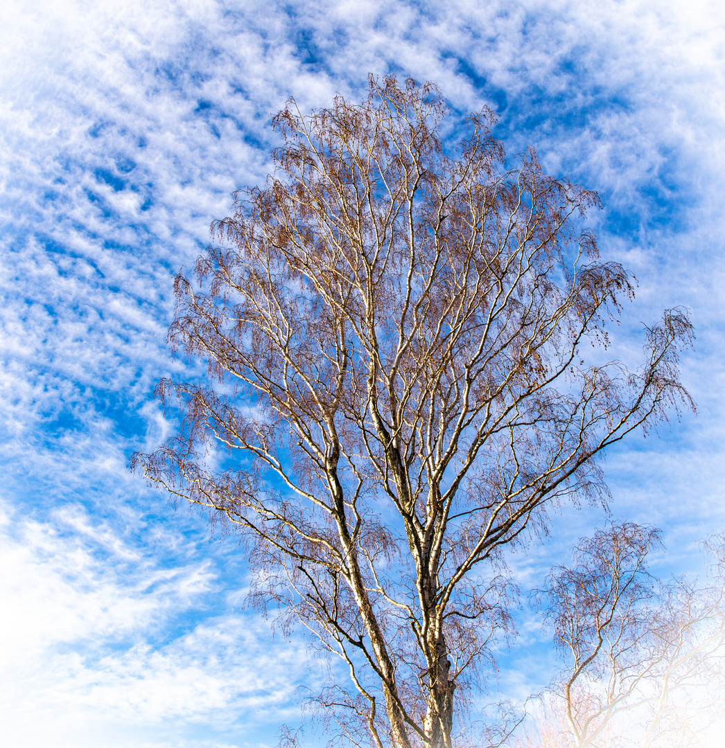 Birke im Dezember