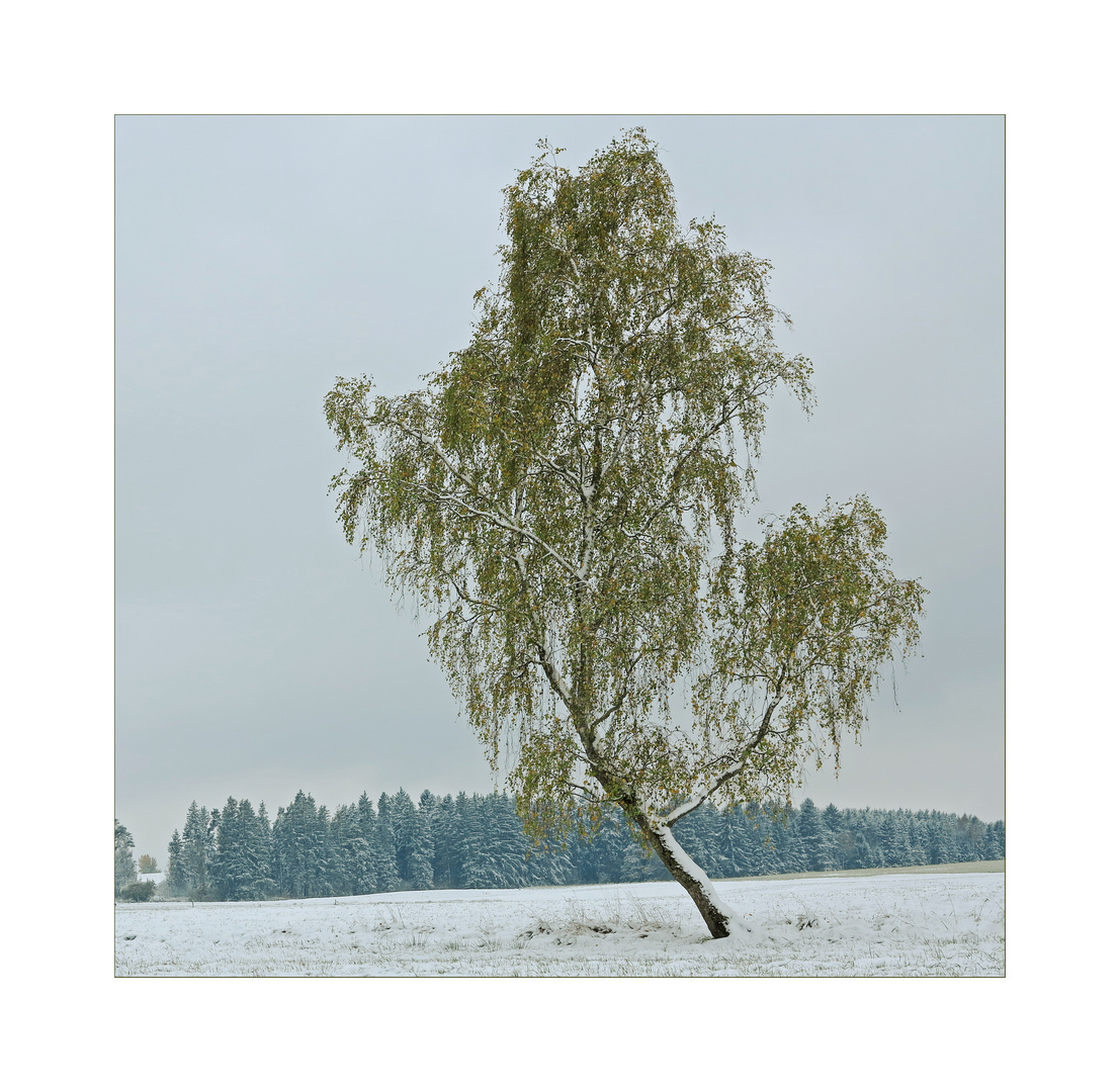 Birke im ersten Schnee