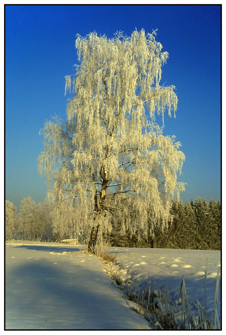 Birke im Frost