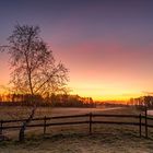 Birke im frühen Sonnenlicht