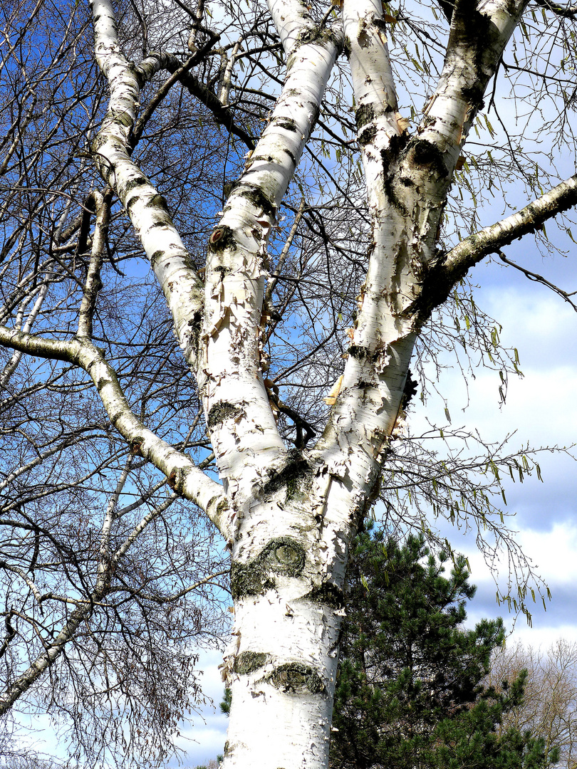 Birke im Frühling