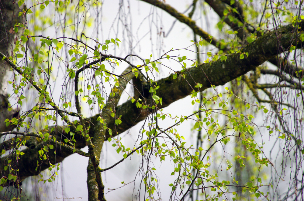 Birke im Frühling