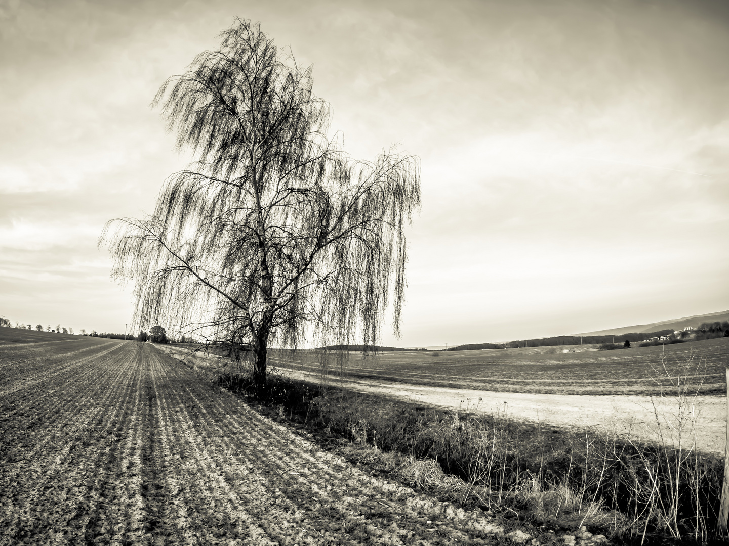 Birke im Frühling