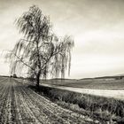 Birke im Frühling