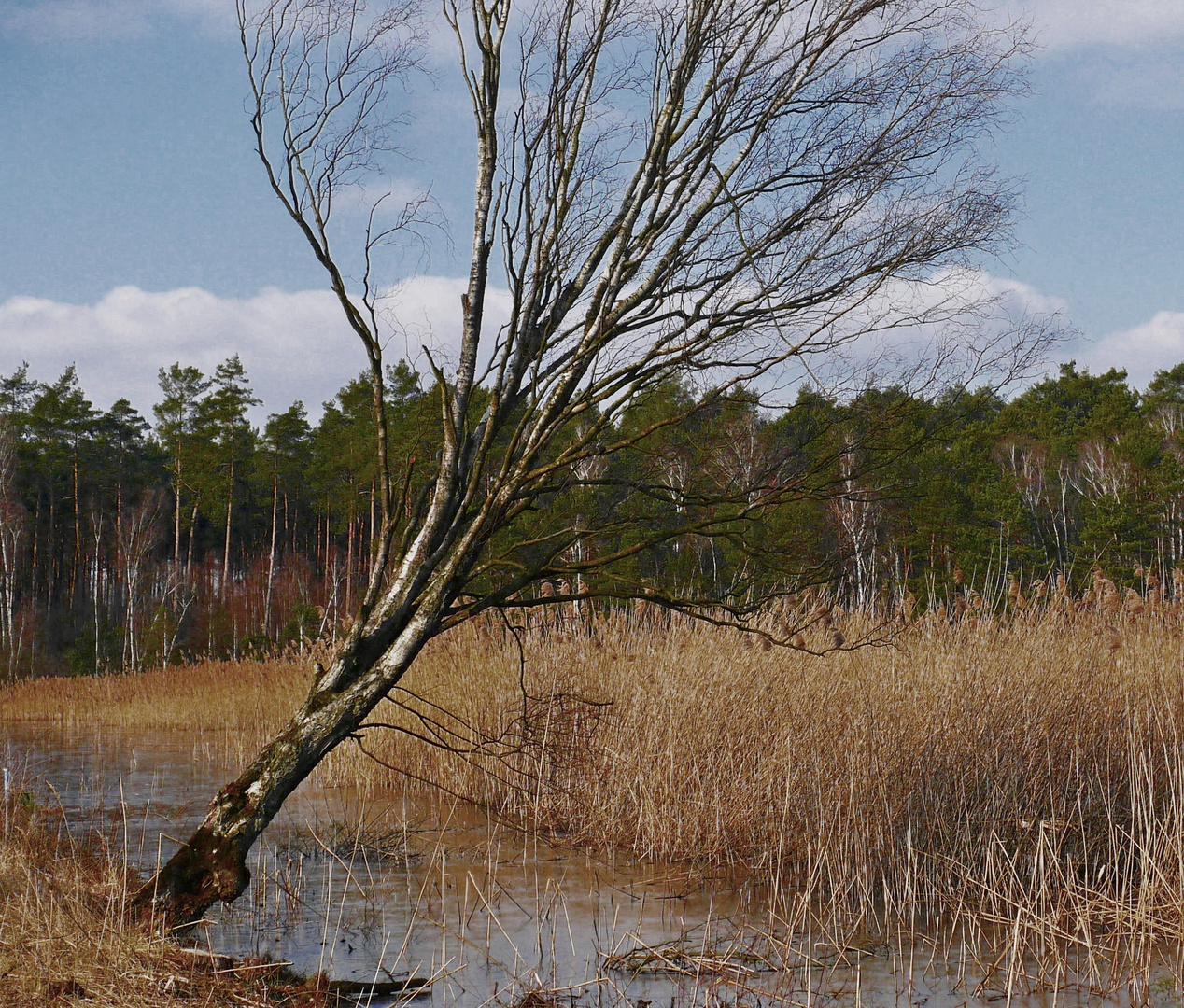 Birke im gefrorenen Moor