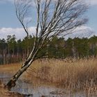 Birke im gefrorenen Moor