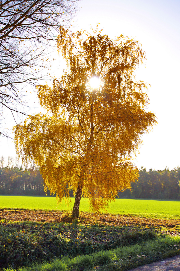 Birke im Gegenlicht