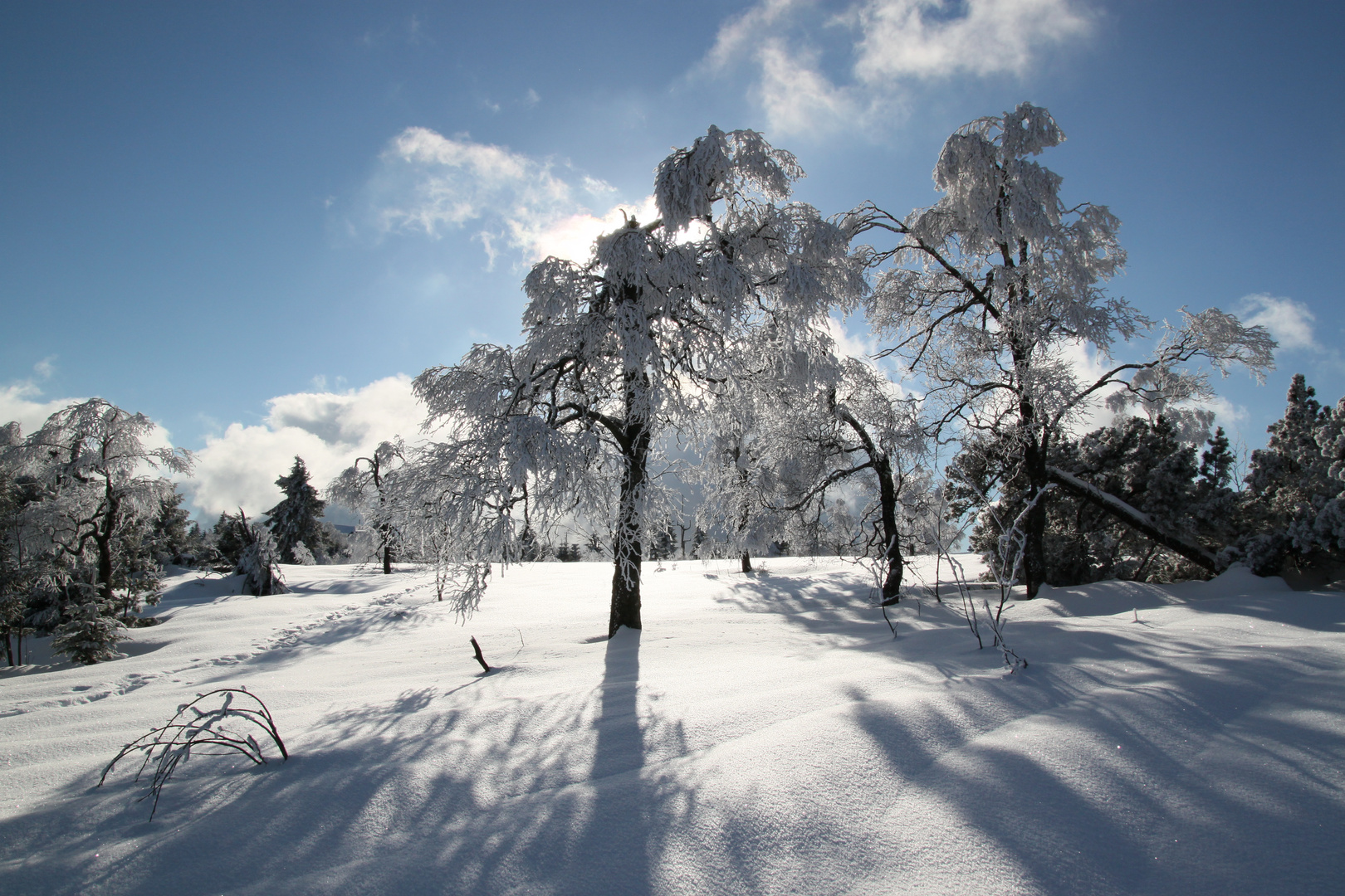 Birke im Gegenlicht