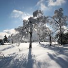 Birke im Gegenlicht