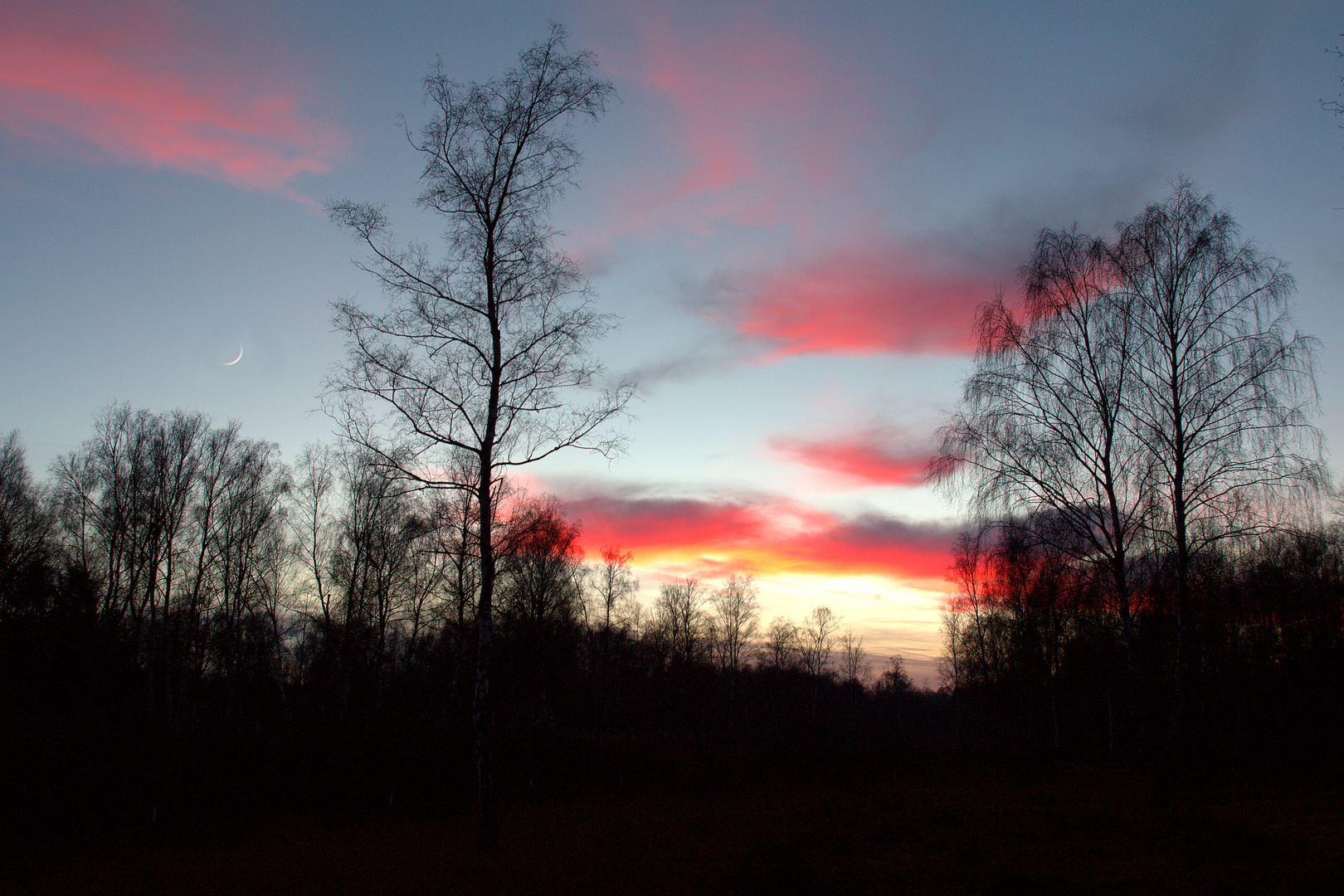 Birke im Gegenlicht