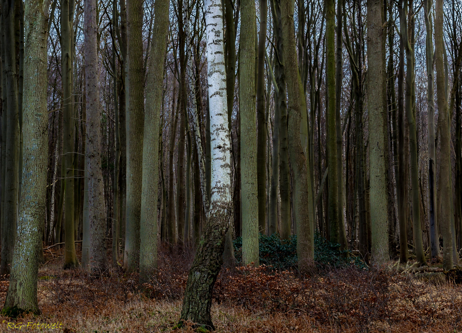 Birke im Geisterwald