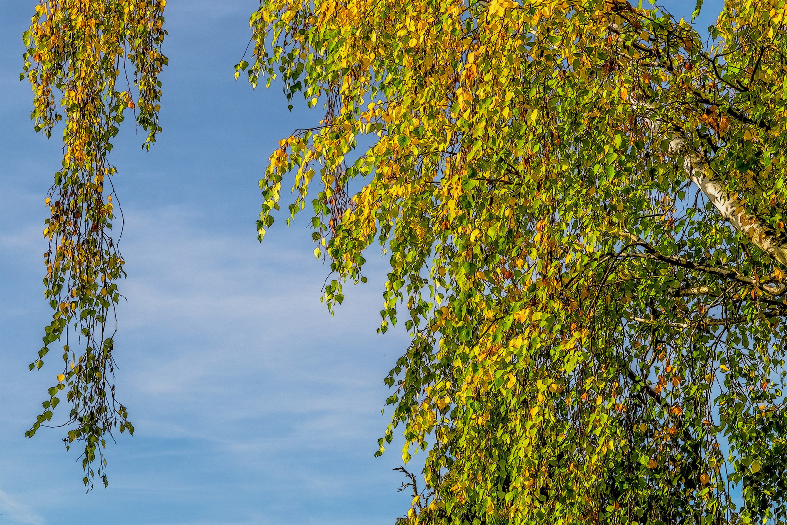 Birke im Herbst