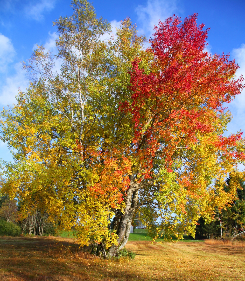 Birke im Herbst