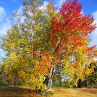 Birke im Herbst