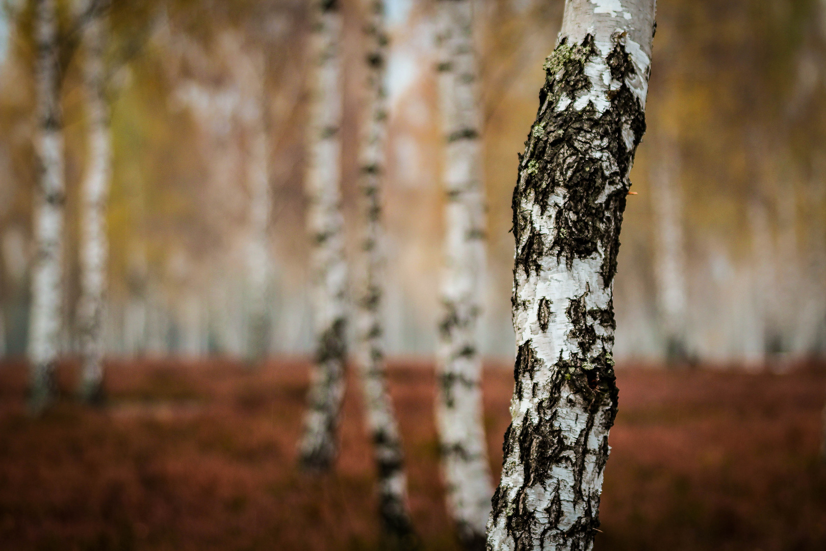 Birke im Herbst