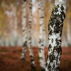 Birke im Herbst