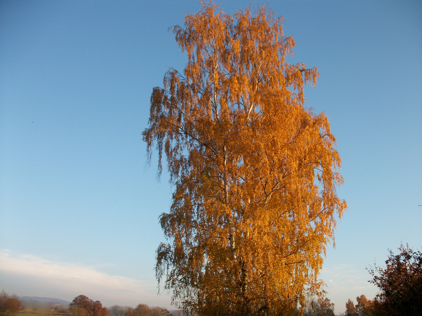 Birke im Herbst