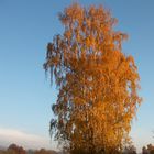 Birke im Herbst