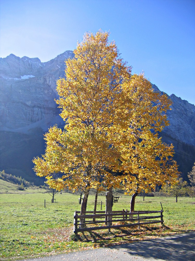 Birke im Herbst