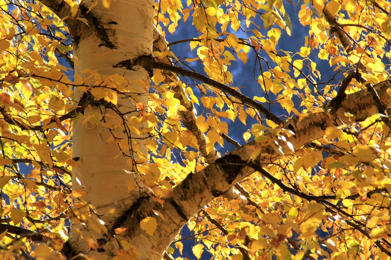 Birke im Herbstgewand