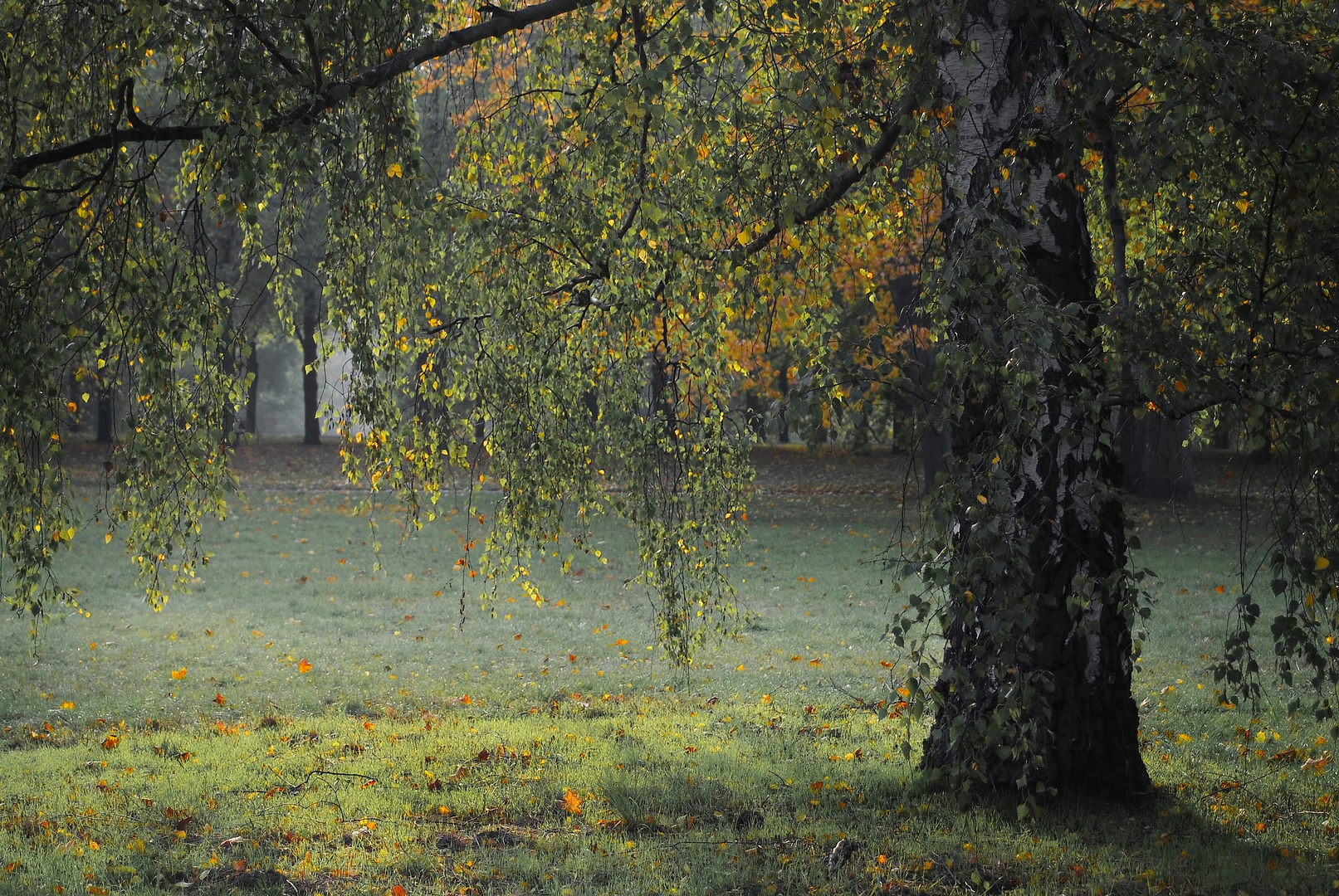 °Birke im herbstlichen Gewand°