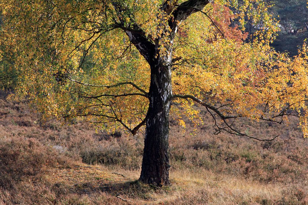 Birke im Herbstlicht...