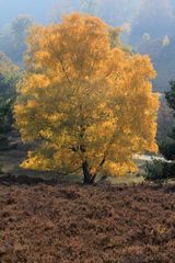 Birke im Herbstlicht in der Heide...