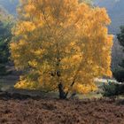 Birke im Herbstlicht in der Heide...