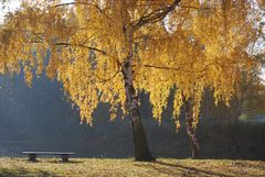 Birke im Herbstwind