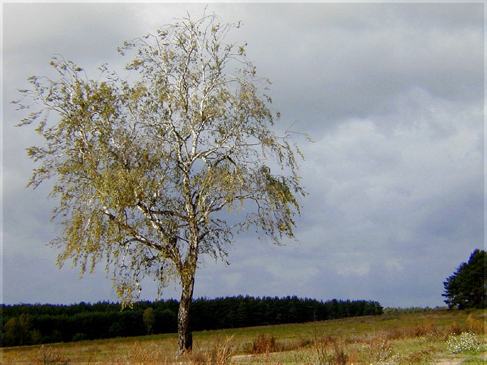 Birke im Herbstwind