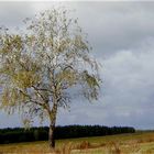 Birke im Herbstwind