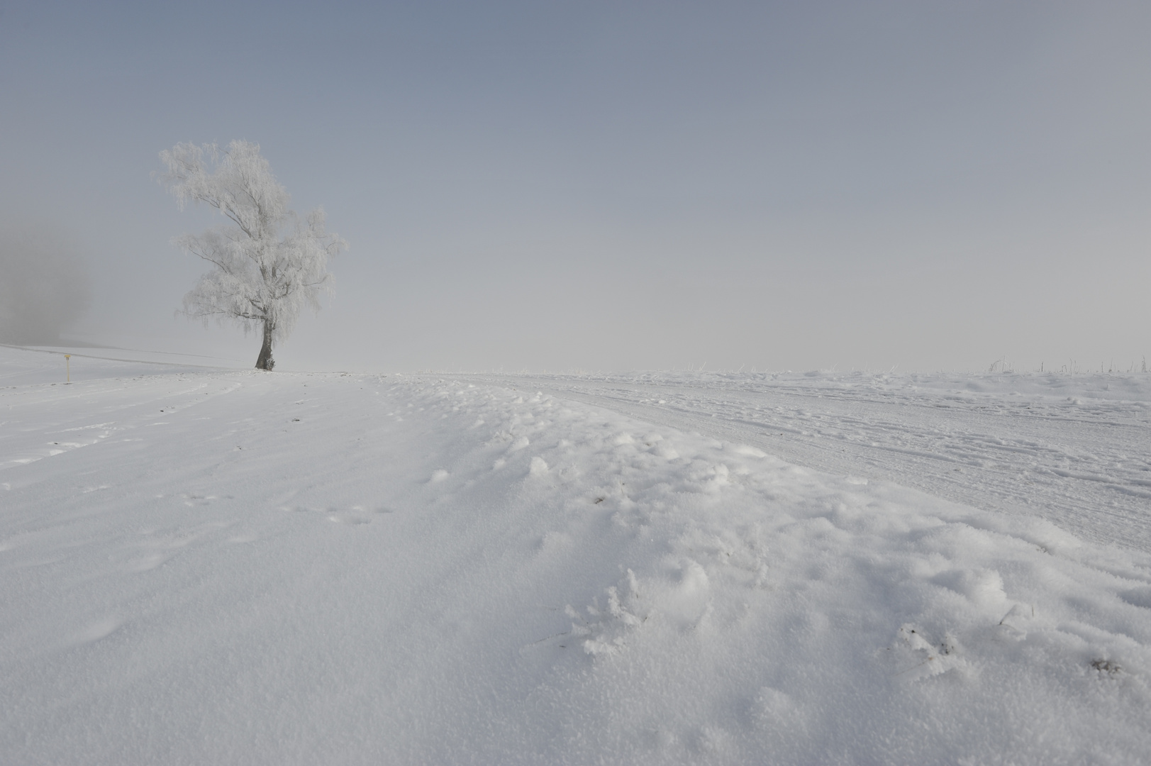 Birke im Januarfrost