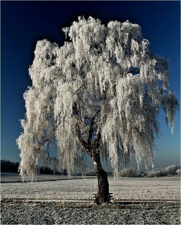 Birke im kalten Winterkleid