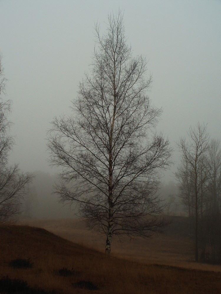 Birke im leichten Nebel