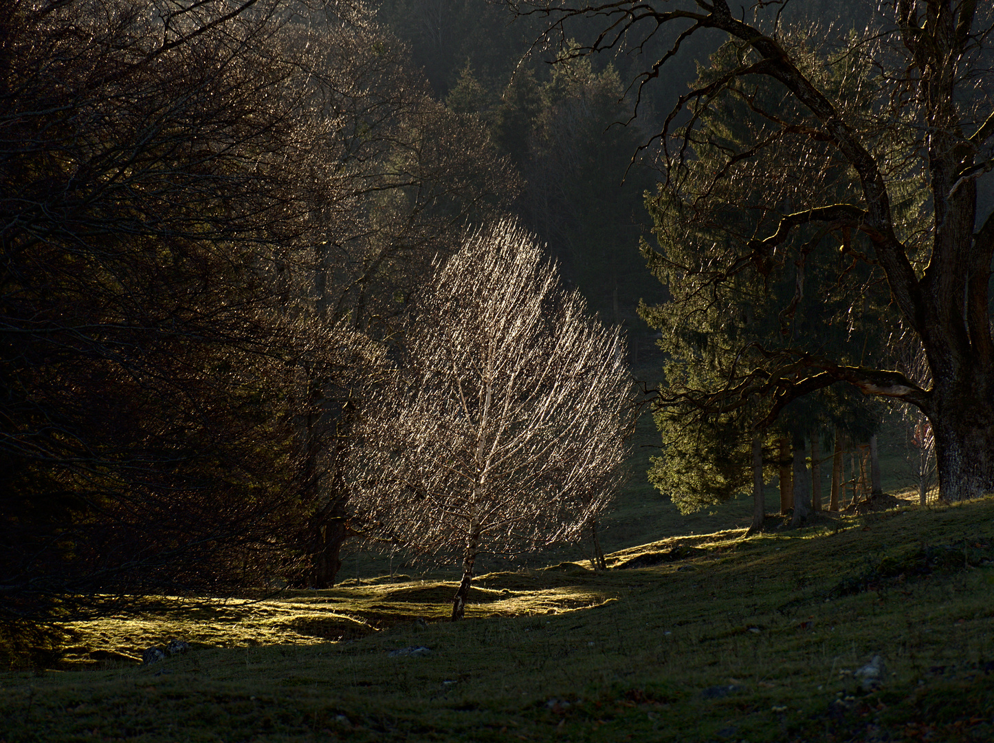 Birke im Licht