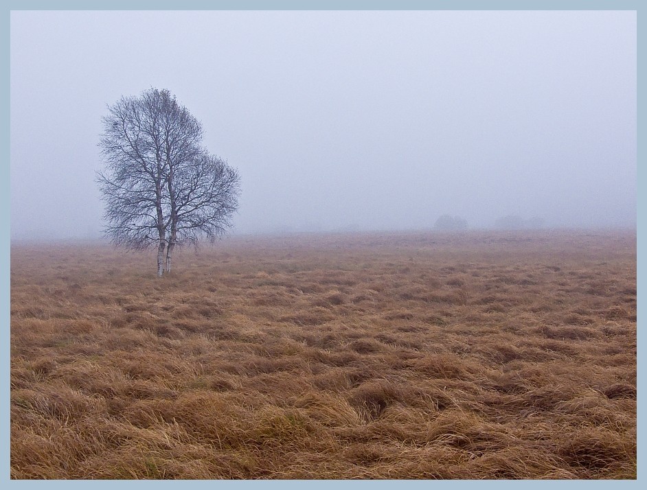 Birke im Moor