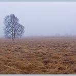 Birke im Moor