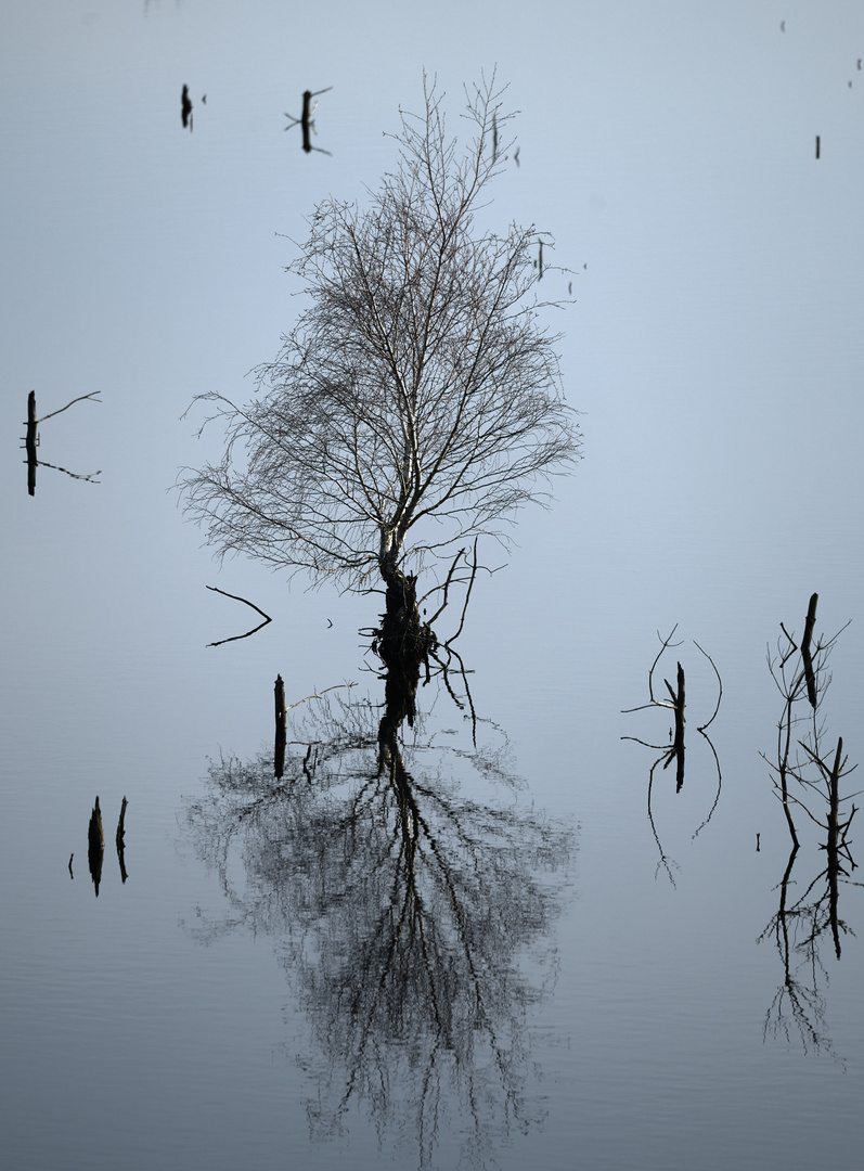 Birke im Moorwasser