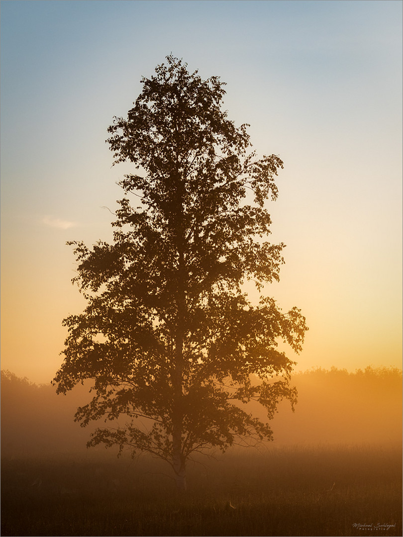 Birke im Morgenlicht