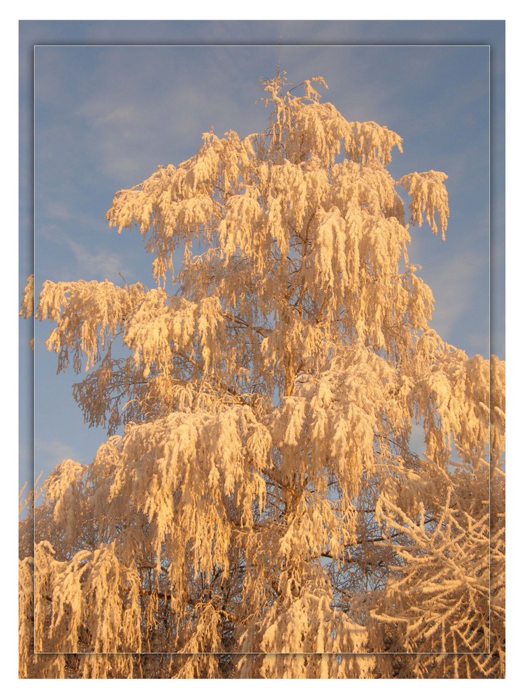 Birke im Morgenrot