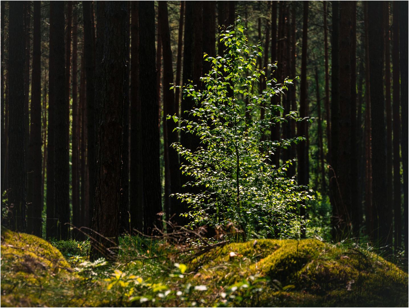 Birke im Nadelwald