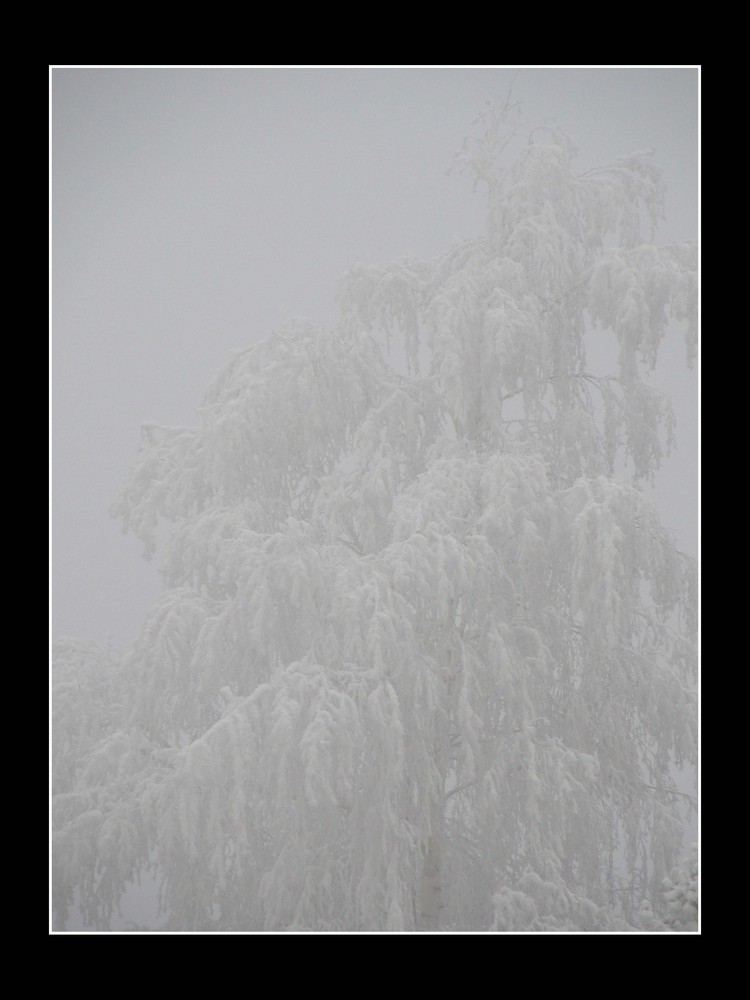 Birke im Nebel