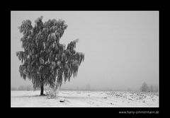 Birke im Nebel