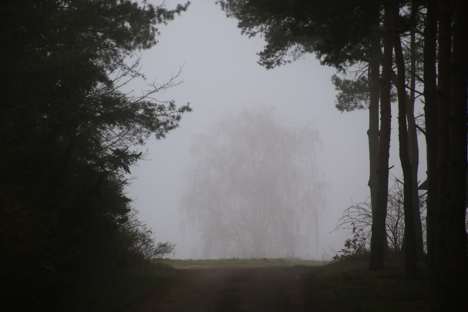 Birke im Nebel