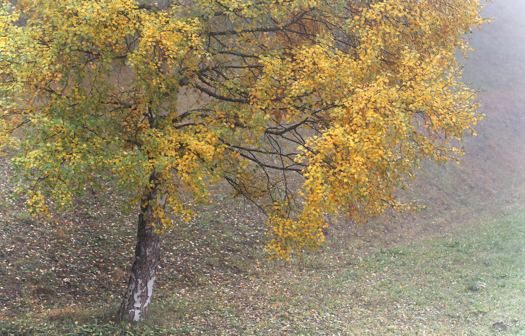 Birke im Nebel