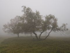 Birke im Nebel