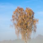 Birke im Nebel