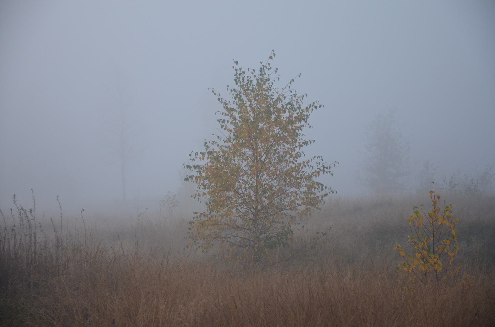 Birke im Nebel