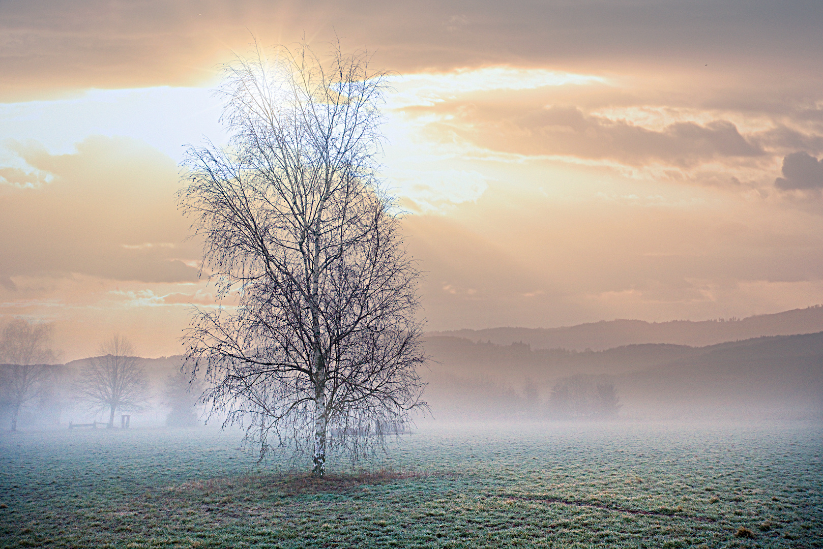 Birke im Nebel