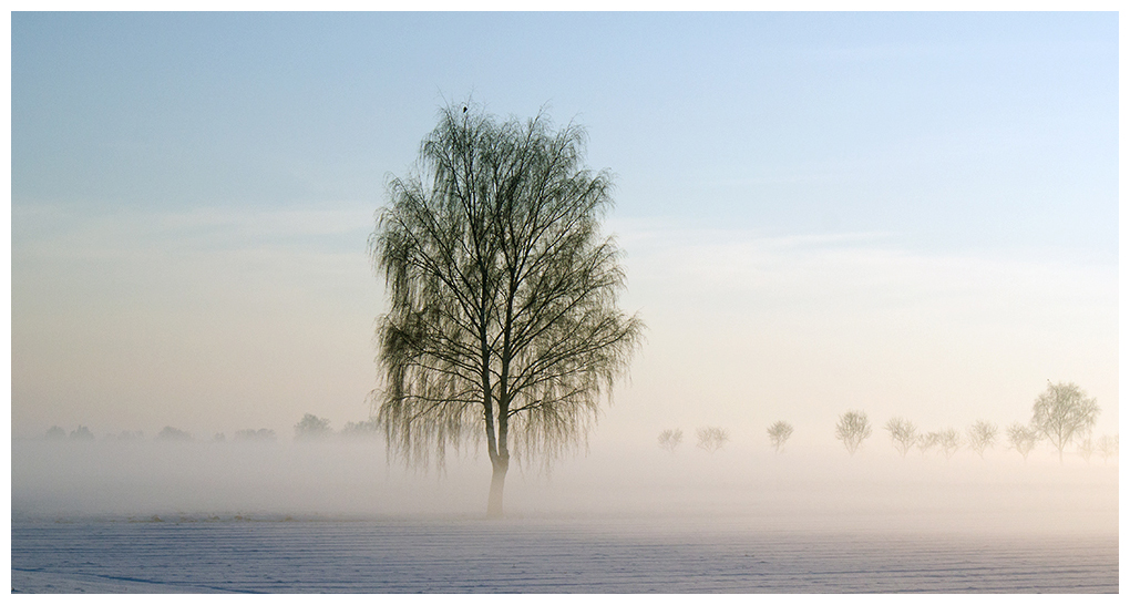 Birke im Nebel